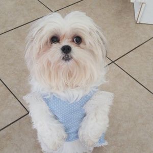 Meet your Posher, Dayan